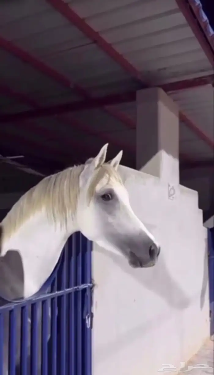 حصان شعبي شيخ منوة القاني 5