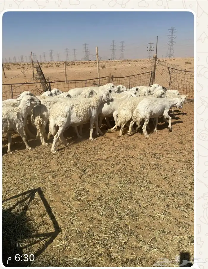 غنم حرية للبيع 1