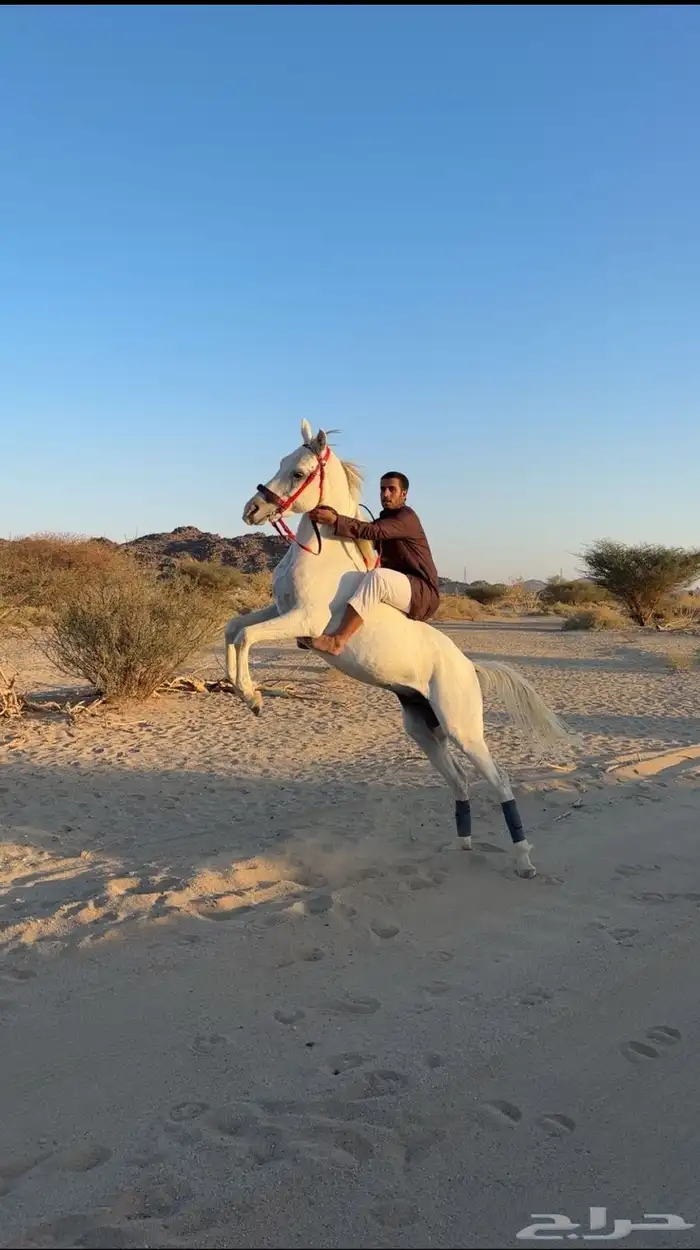 حصان كفو للبيع 1