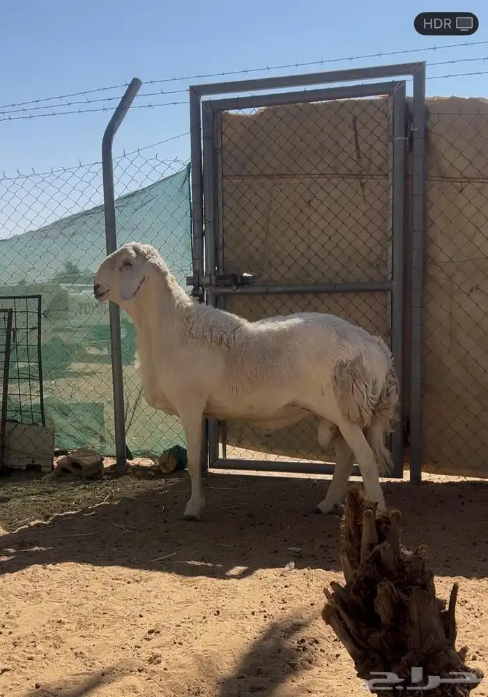 فحل حري صنف جرم طيب 0