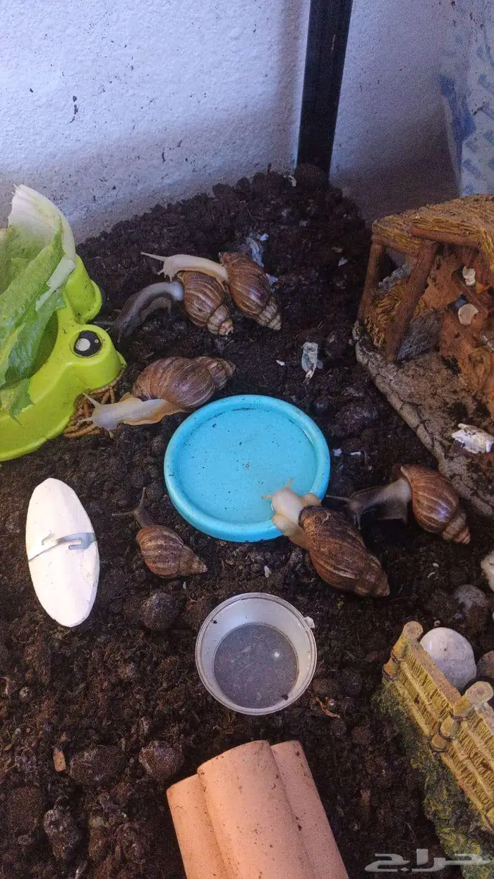 5حلزونات للبيع منتجة مع أغراضها كاملة 0