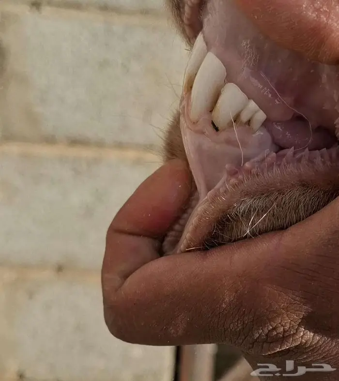 تيس فحل جنوبي 3