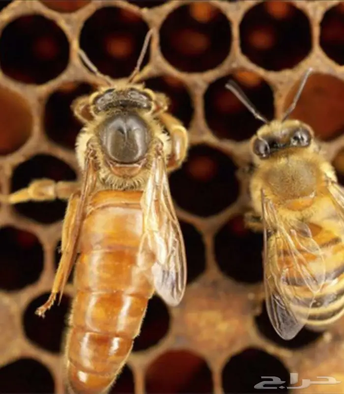 ملكة نحل ملقحه 0