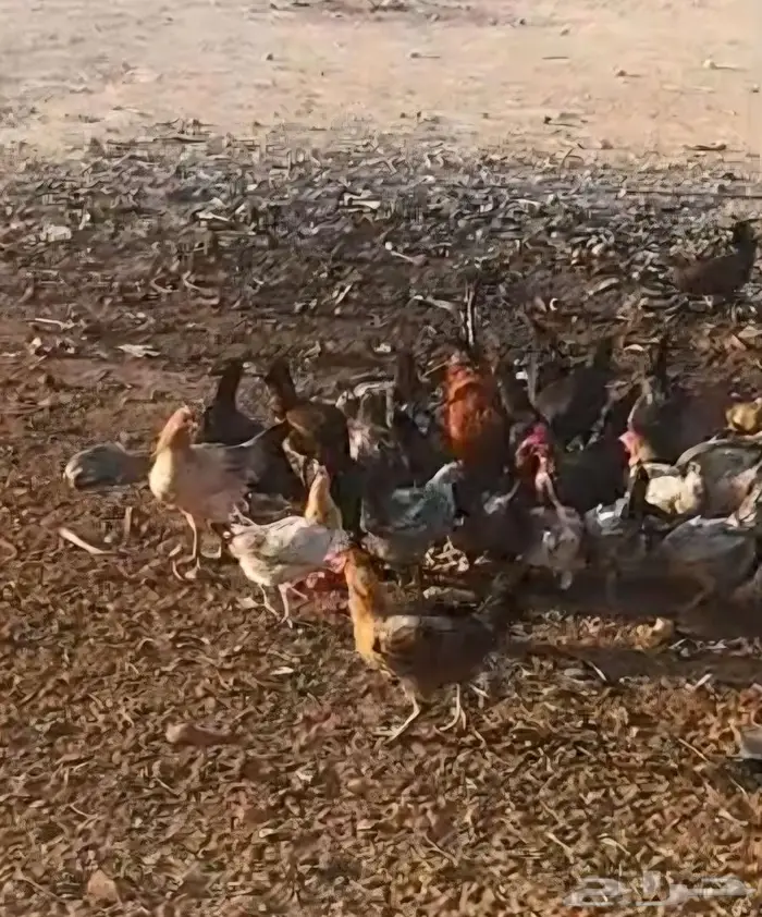 دجاج بلدي بياض للبيع 1