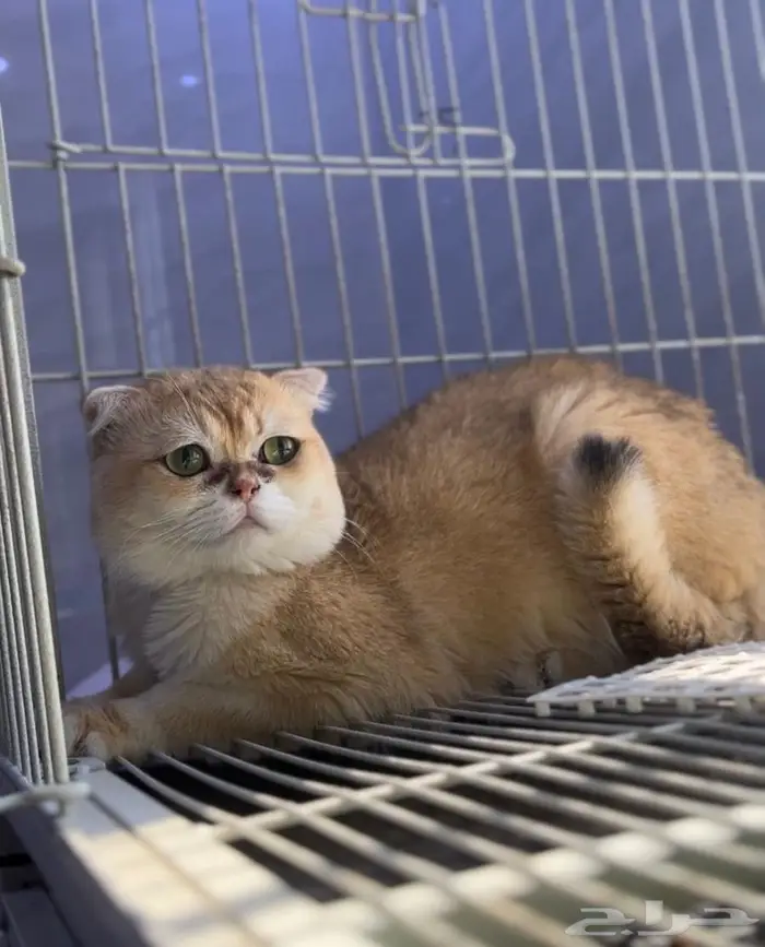 للبيع ذكر سكوتش فولد ny12 0