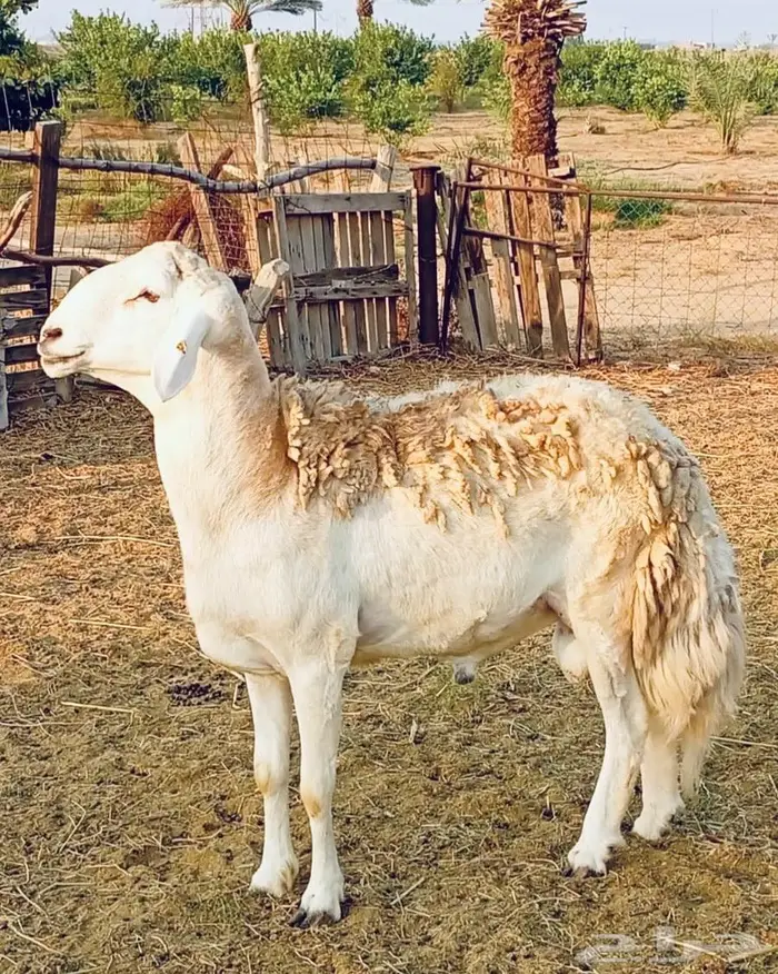 فحل حري من غنم الصياد 0