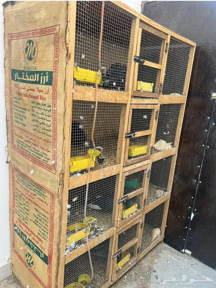 حمام للبيع 3