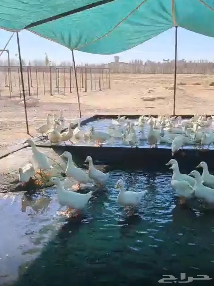 بط بكيني انتاج المزرعة االاستلام من المزرعة مليجه 0