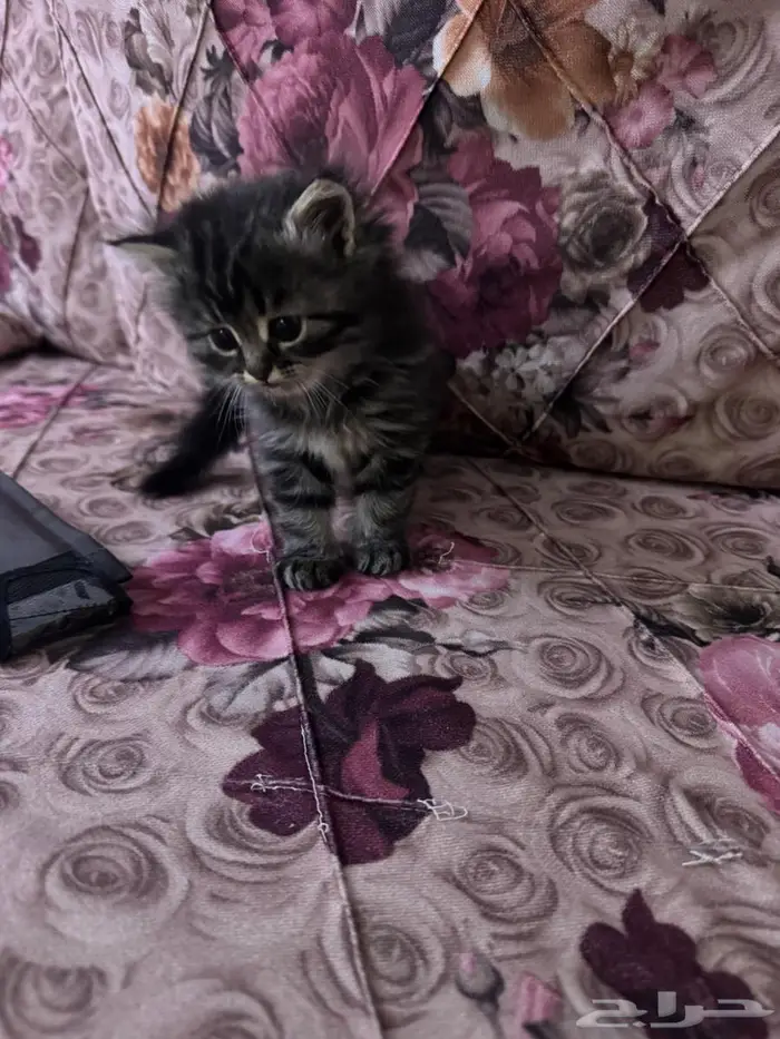 كيتن للبيع 1