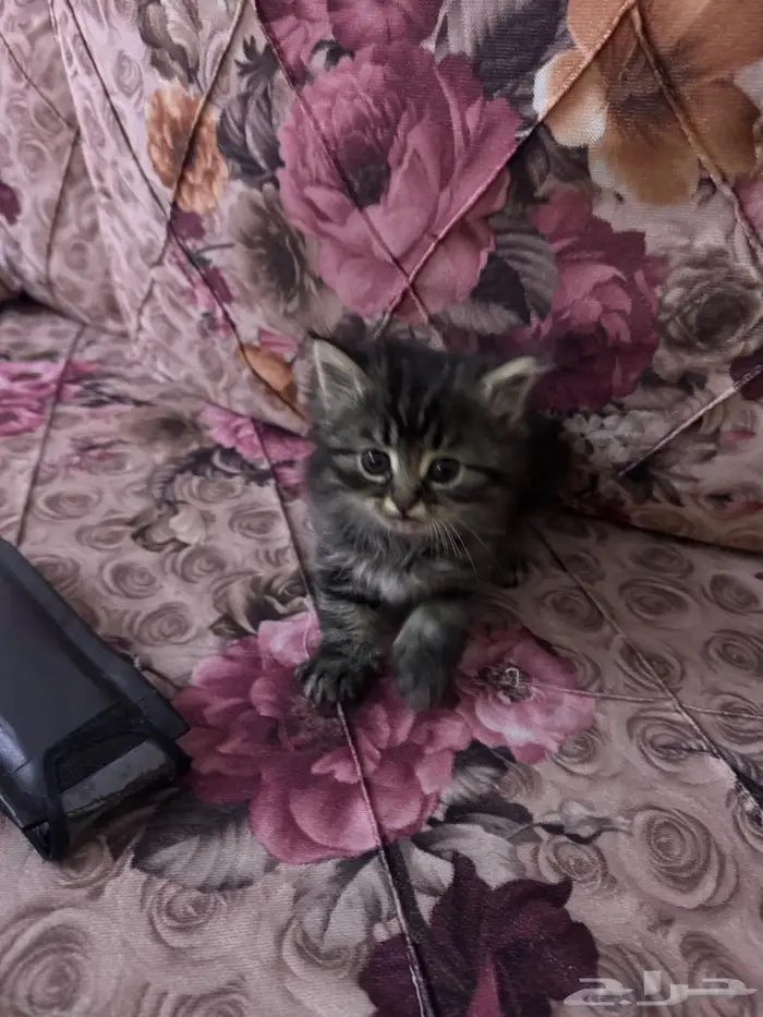 كيتن للبيع 2