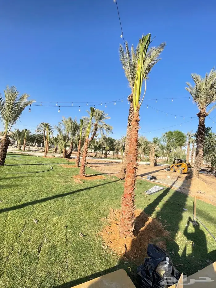 يوجد لدينار نخيل واشنطونياء زينه شامل التوصيل والزراعه 0