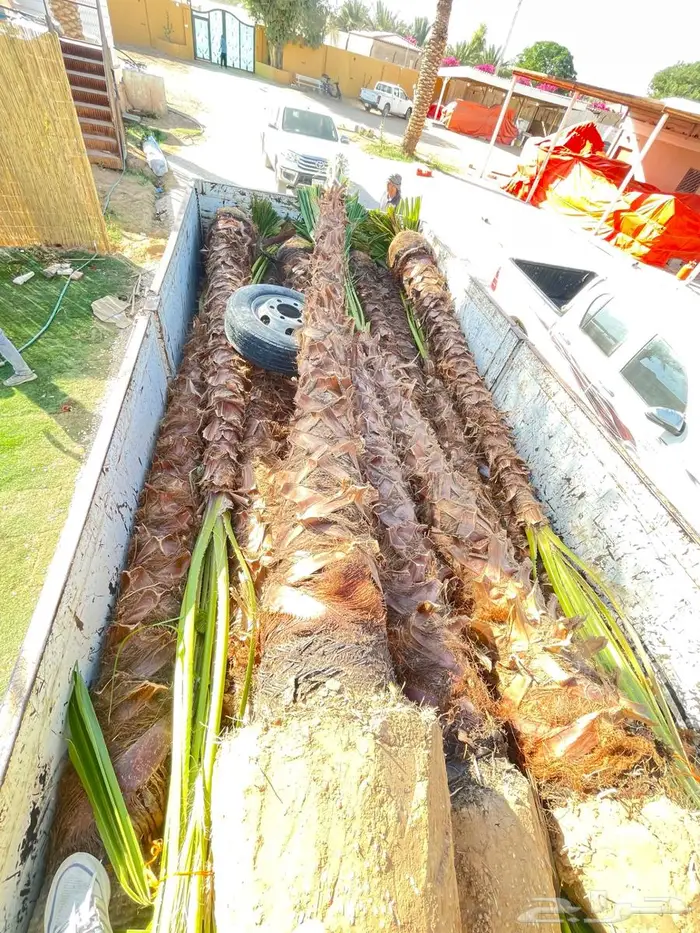 يوجد لدينار نخيل واشنطونياء زينه شامل التوصيل والزراعه 1