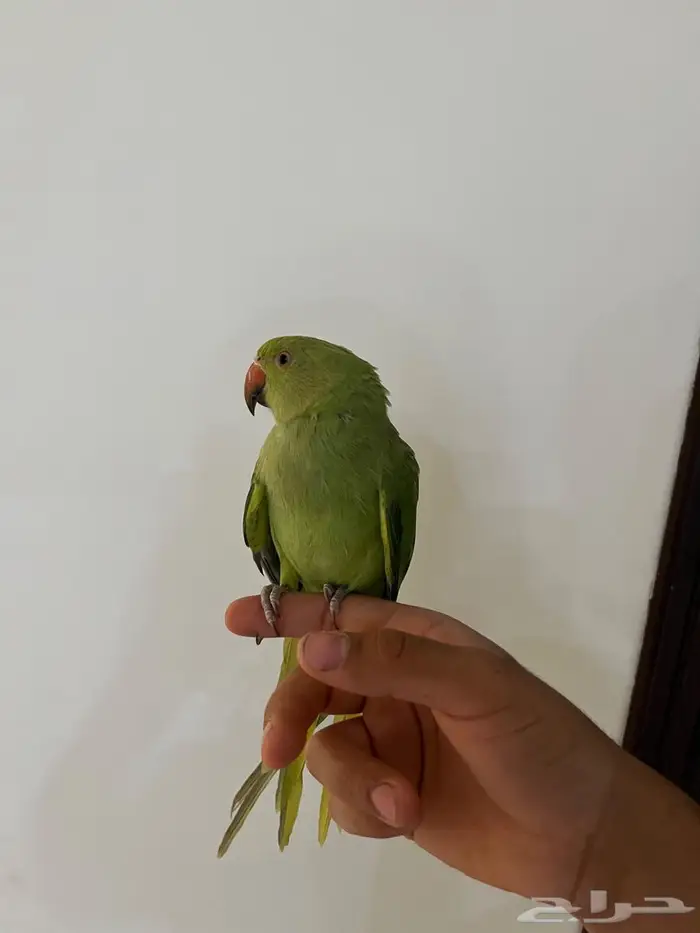 تم البيع دره هنديه 0