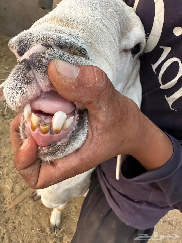 فحل حري من غنم الصياد 3