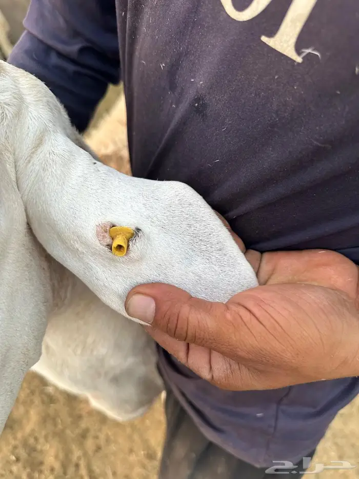 فحل حري من غنم الصياد 4