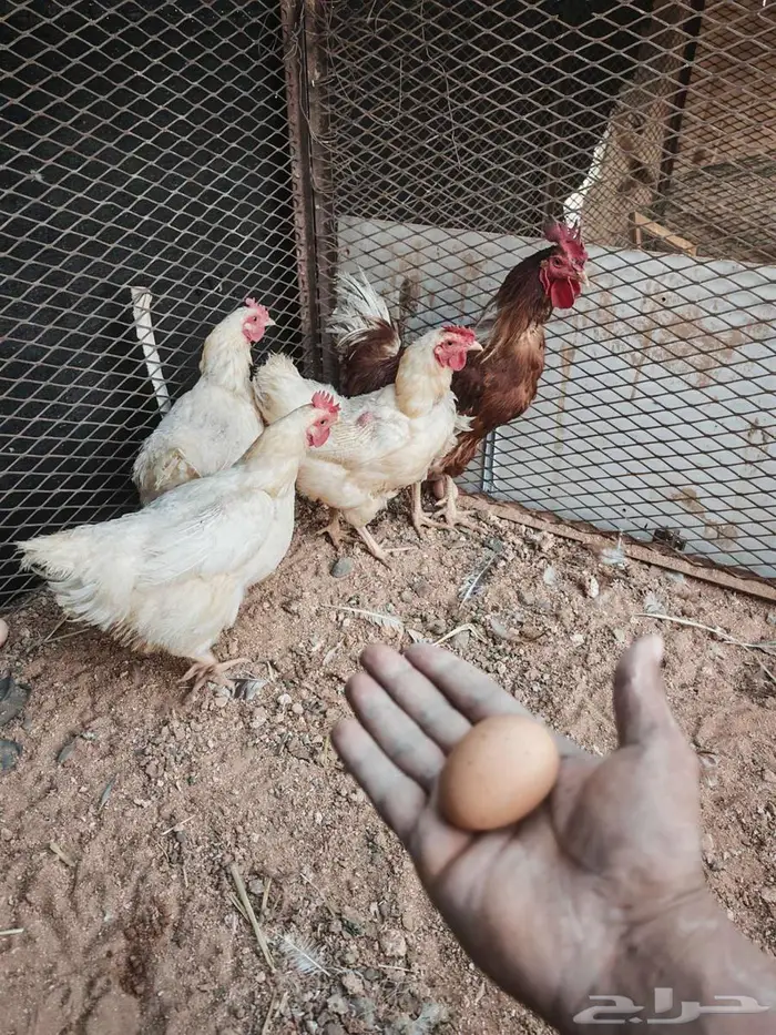 دجاج لوهمان 0