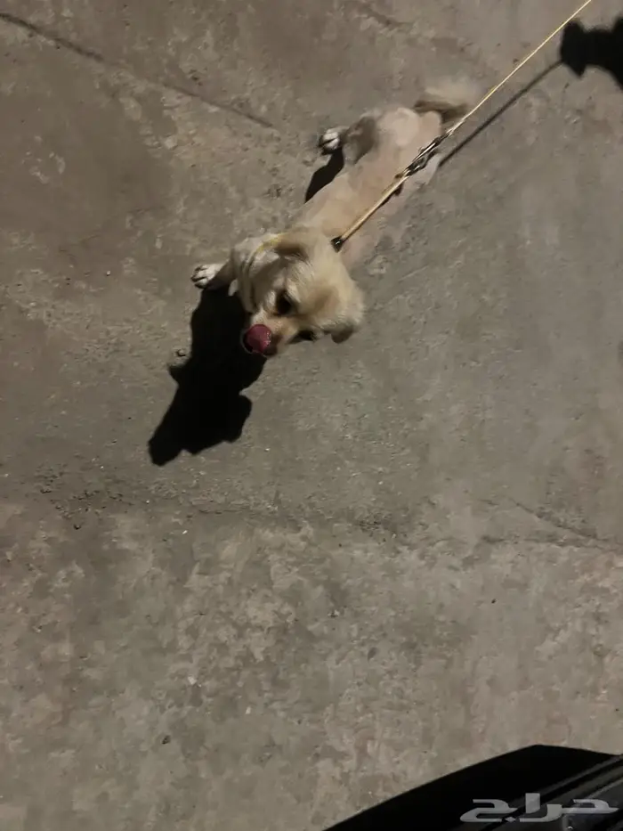 كلبه فرنسي 3