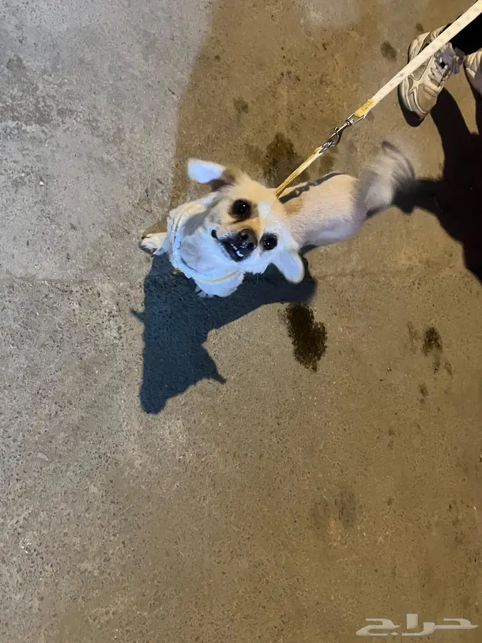 كلبه فرنسي 4