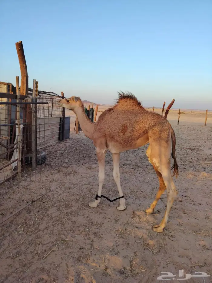 بكره للبيع 1