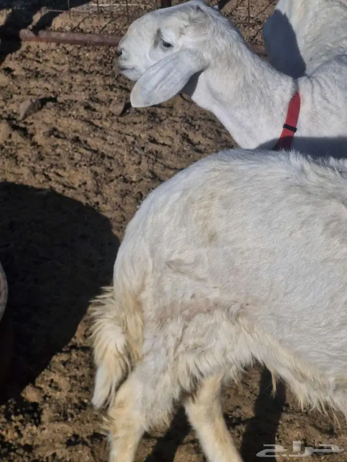 ذبايح طليان ب1250 2