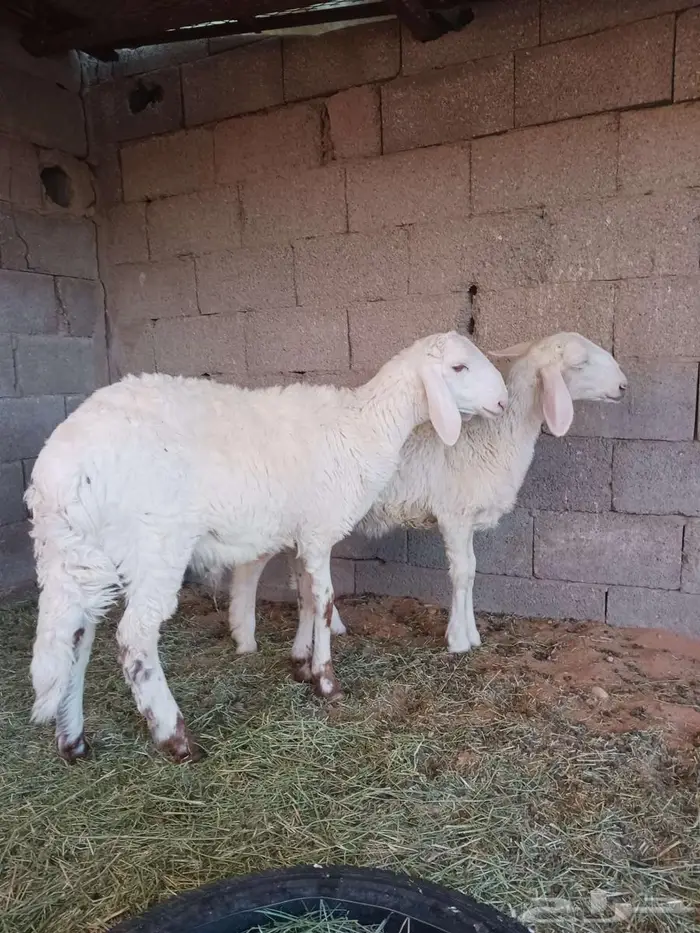 خروف ورخل هجين 0