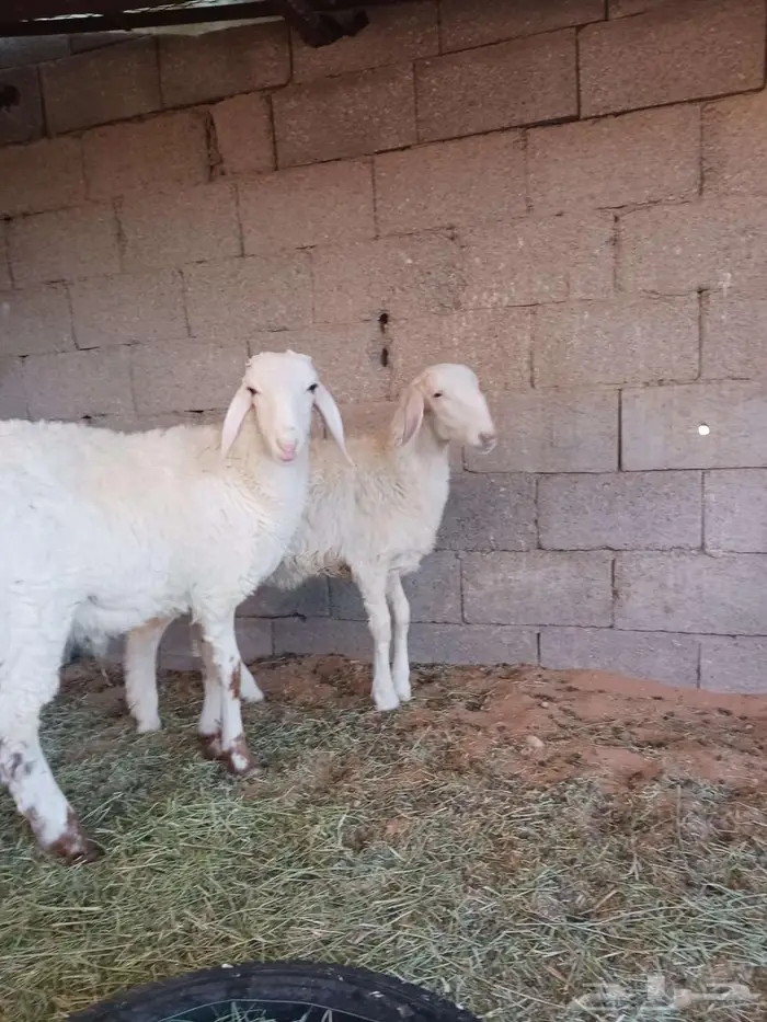 خروف ورخل هجين 3