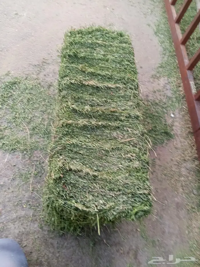 نوفر أجود أنواع الأعلاف  برسيم صافي 100 5