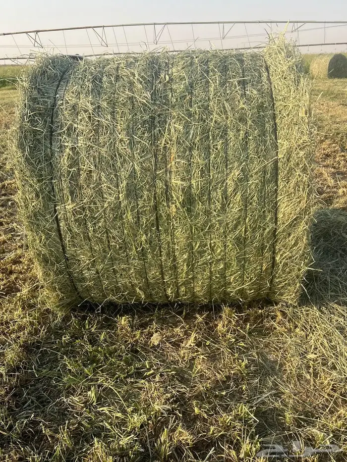 نوفر أجود أنواع الأعلاف  برسيم صافي 100 10