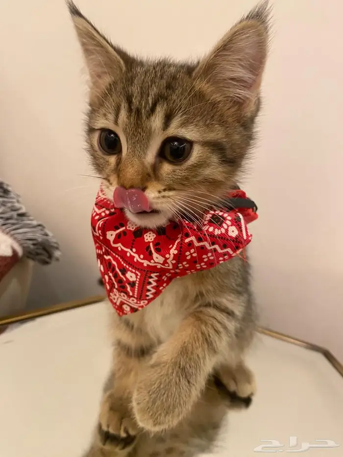 للبيع ذكر سكوتش استريت 5