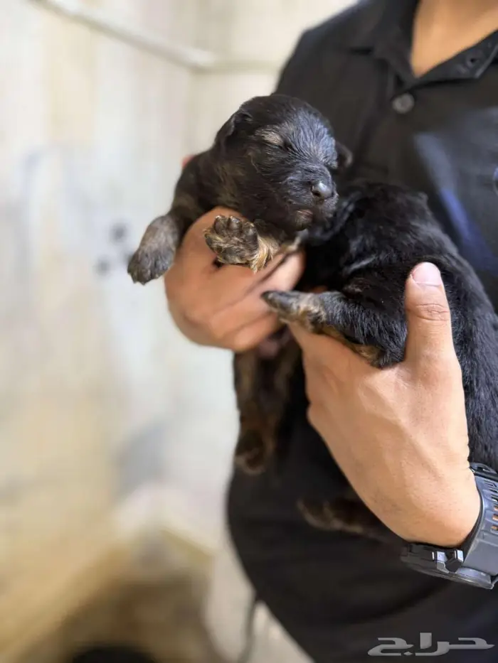 جيرمن شيبرد شولاين مستوى عالي للحجز 0