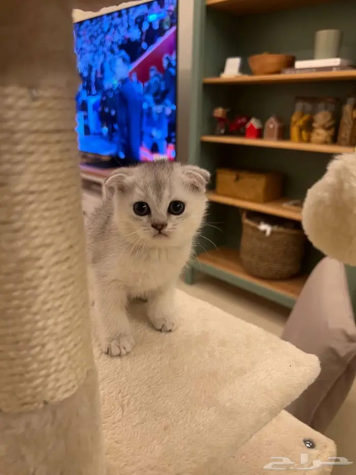 قطة آنثى سكوتش 0