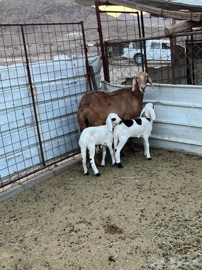 نعجه سواكنيه 0