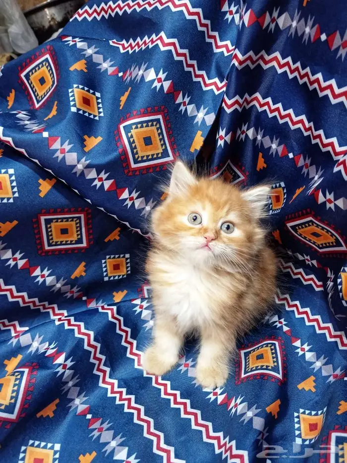 كيتن شيرازي تايجر مشمشي للبيع   ذكر 0