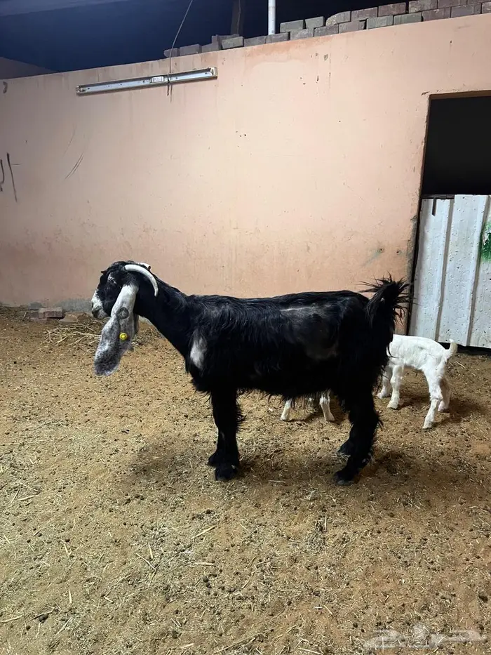 معزاء عوارض كفوو 2