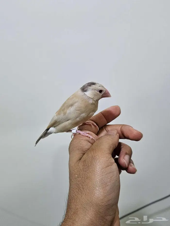 جاوا كريمي أليف 0