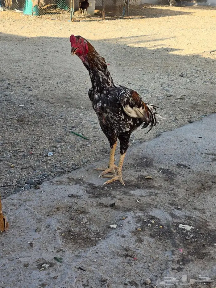 دجاجة سنديه فاخره جدا 5