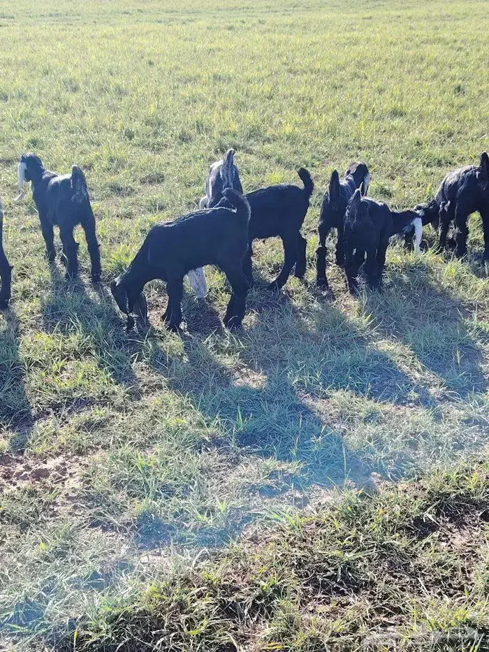 تيوس نضيفه من مراح نضيف 2