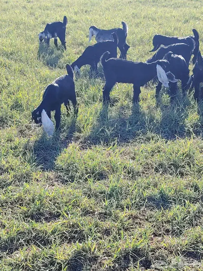 تيوس نضيفه من مراح نضيف 3