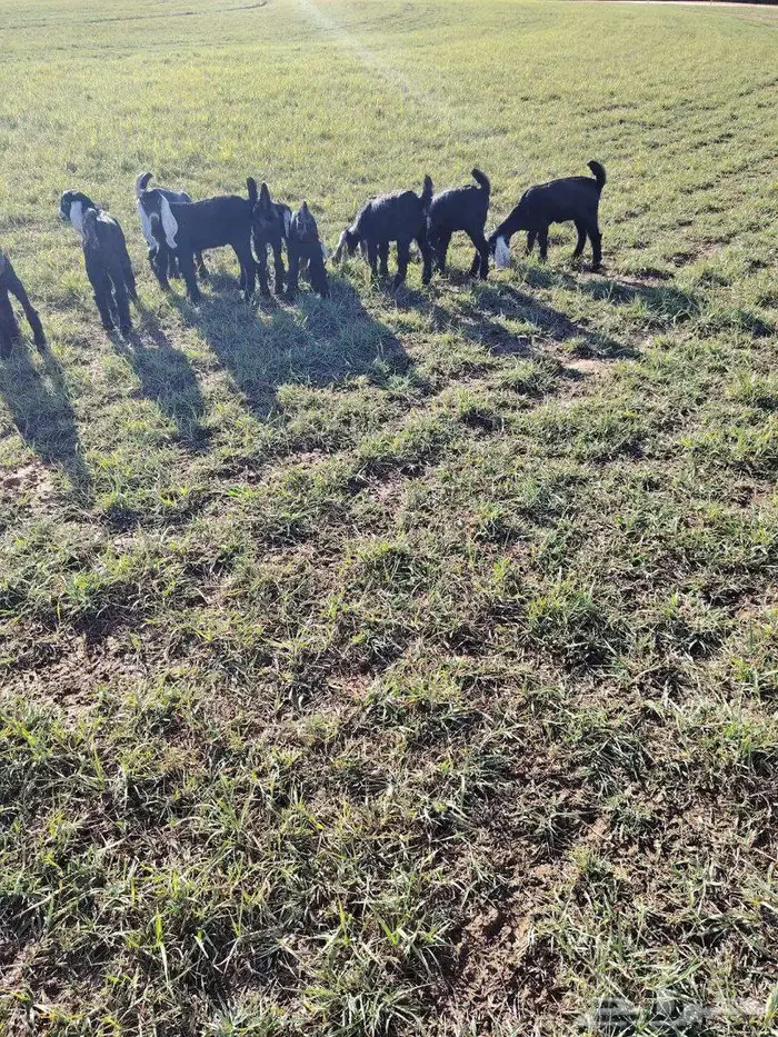 تيوس نضيفه من مراح نضيف 5