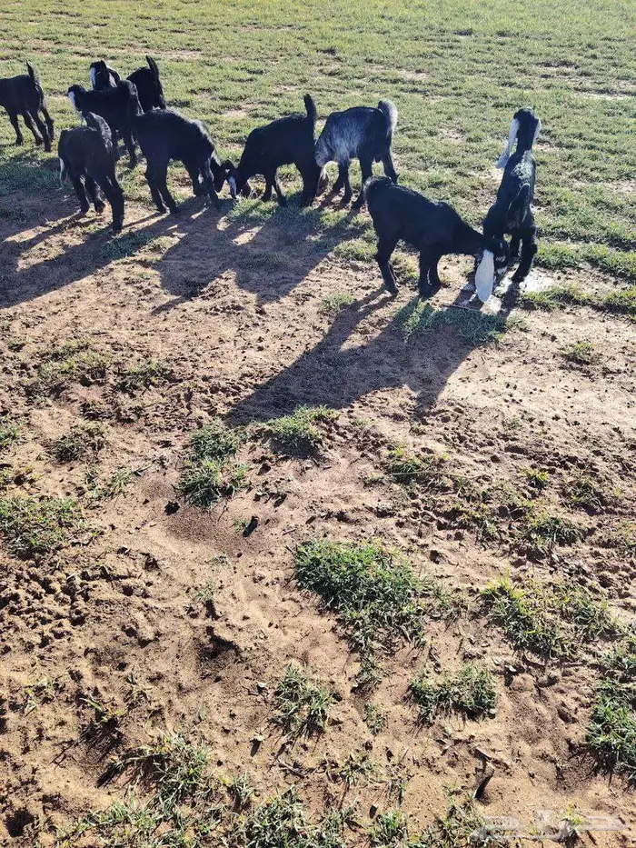 تيوس نضيفه من مراح نضيف 7