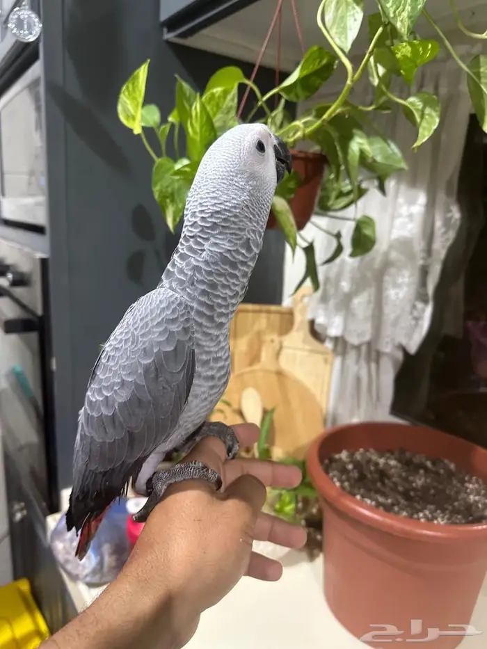 كاسكو فرخ تم البيع تم البيع خارج الموقع 1