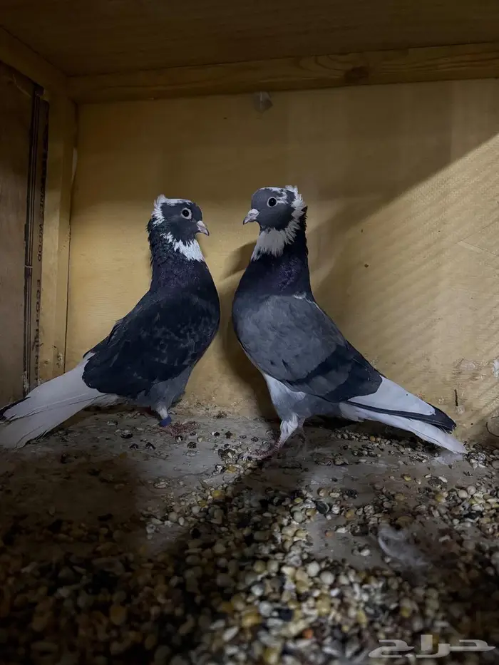 حمام بطيفي للبيع 0