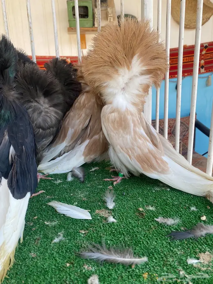 فرش وجاكوبينات 6