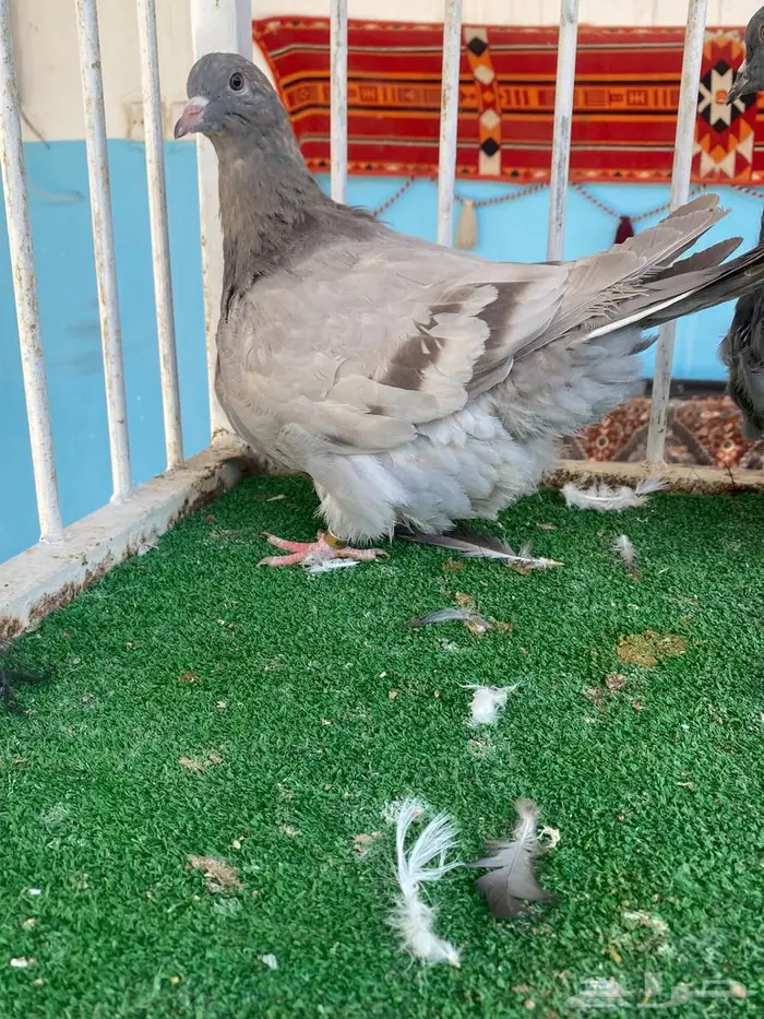 فرش وجاكوبينات 0