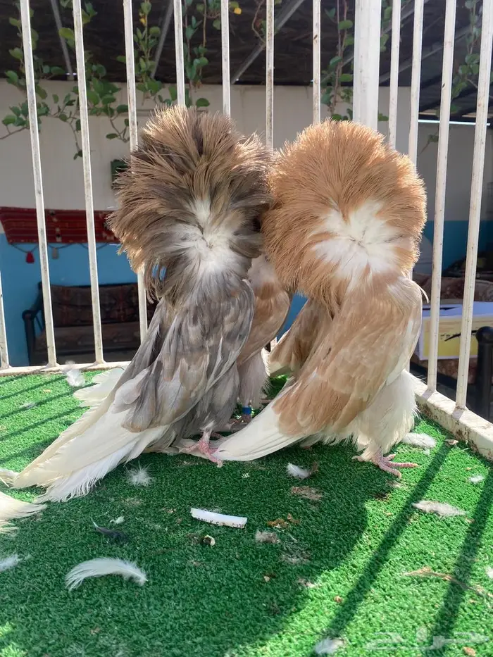 فرش وجاكوبينات 11