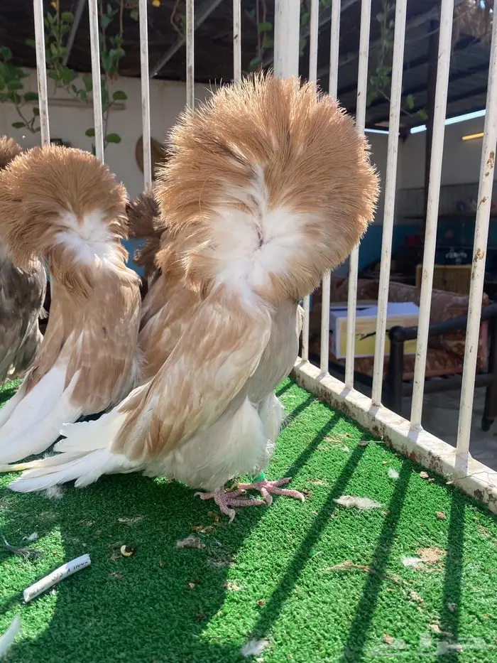 فرش وجاكوبينات 12