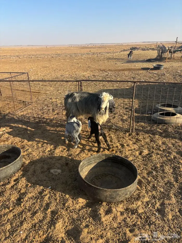 عنزين مواليد 0