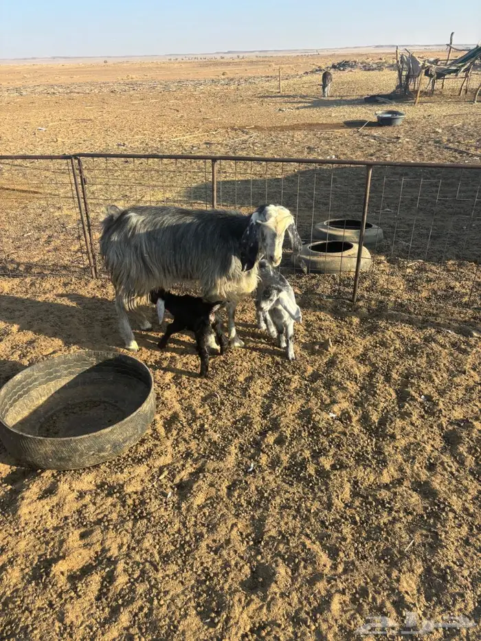 عنزين مواليد 1