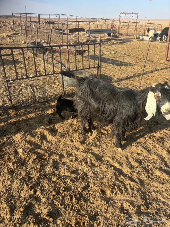 عنزين مواليد 2