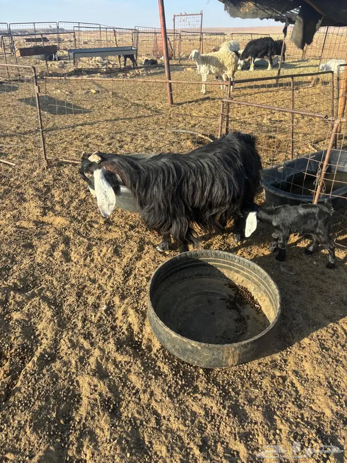 عنزين مواليد 3